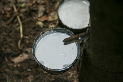 天然白乳膠 天然白乳膠